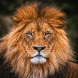 Leão Cripto
